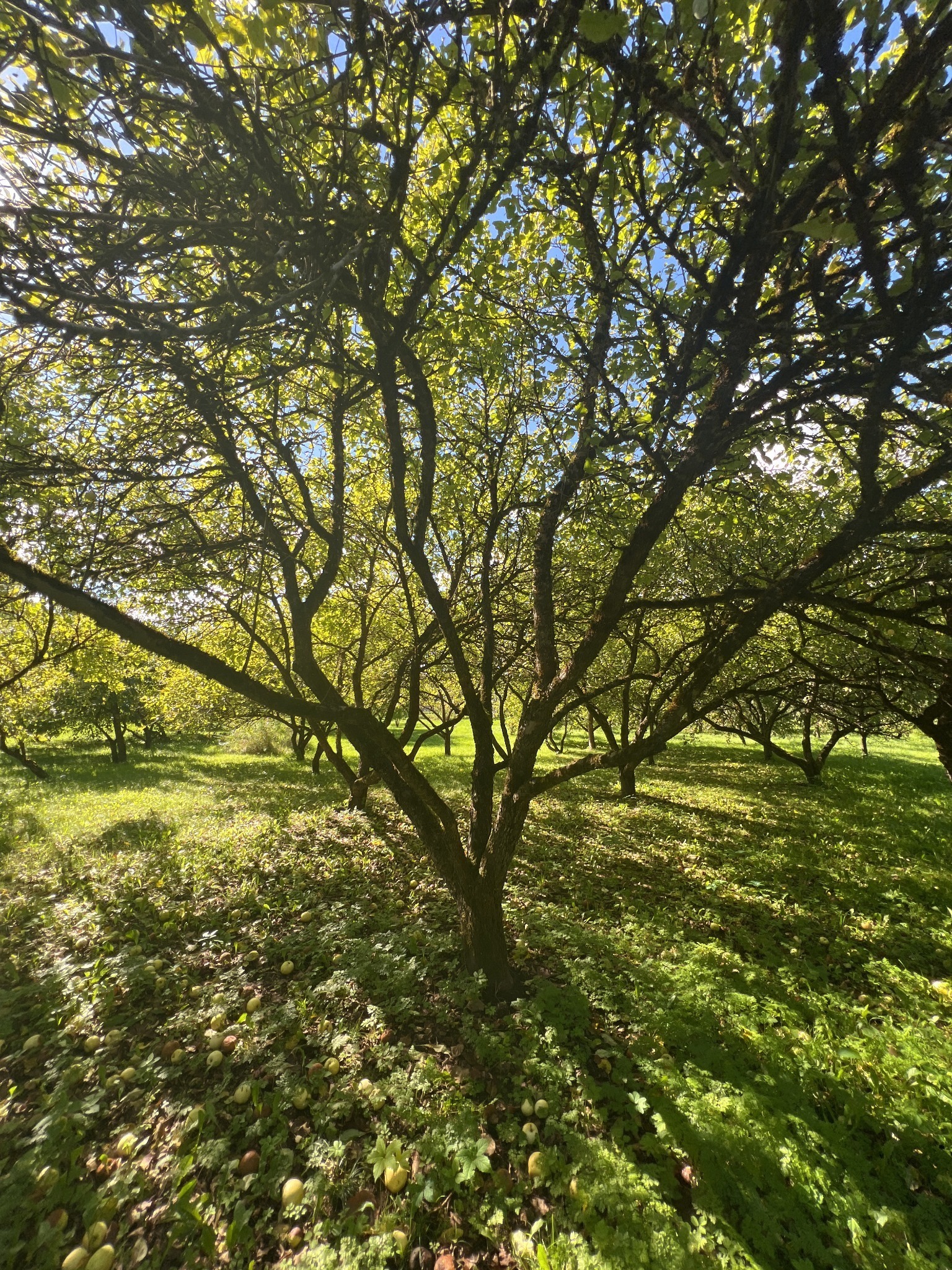 Apple tree in the orchard